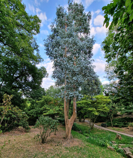 eucalyptus gunnii - gommier cidre - Natalia Tseshkovskaya ©Natalia Tseshkovskaya