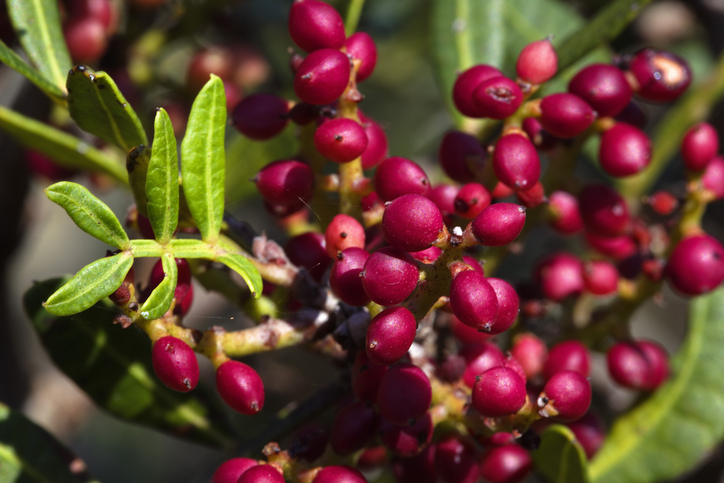 Pistachier lentisque - Pistacia lentiscus - Goran Safarek ©Goran Safarek