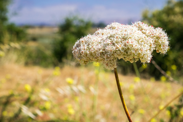 Sarrasin de Californie - Eriogonum fasciculatum - Sundry Photography ©Sundry Photography