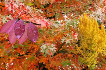 Feuillages d'automne