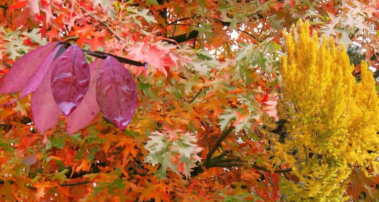 Feuillages d'automne