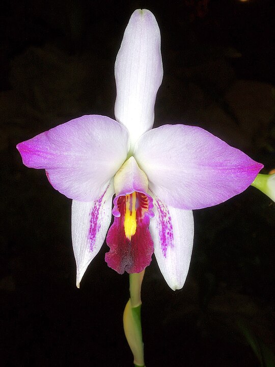 540px-Laelia_anceps_Orchi_Orchi L. anceps ©Orchi