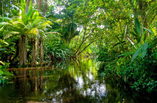 Depositphotos-jungle-ok-42468941-pxhidalgo jungle en Amazonie