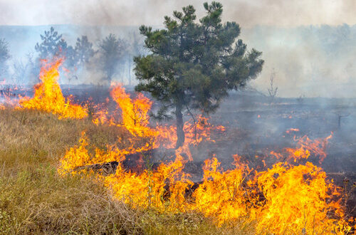 Depositphotos-sécheresse-ok-234109020-ALesik Sécheresse et incendie