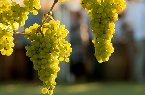 gouveio-ok Cépage Gouveio