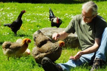 Hervé Husson et ses poules