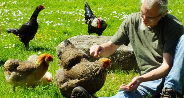 Hervé Husson et ses poules
