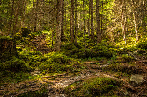 iStock-1282410017-foret-ok-Martin-Schein forêt