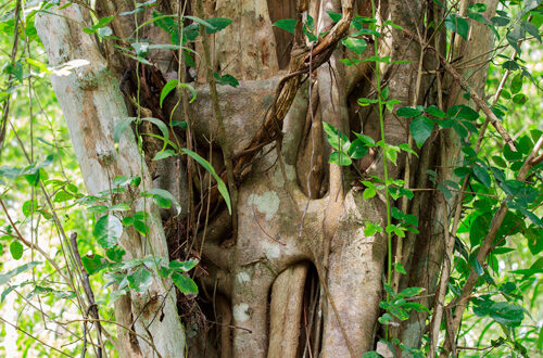 iStock-ficus-495331656-ok-genphoto_art Ficus