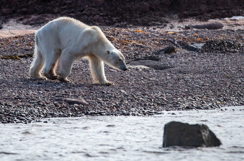 iStock-ours-polaire-ok-1326099233-Page-Chichester Ours polaire