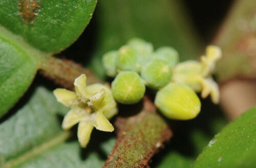 Keita-deniseae-ok liane