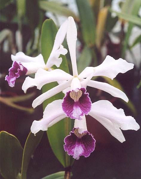 Laelia_purpurata - Javier martin L. purpurata ©Javier martin