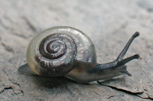 luisant-epars-143995-O.Gargominy- luisant épars