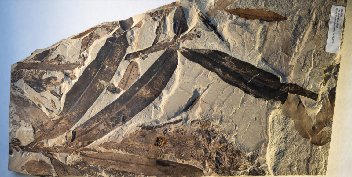 Othniophyton elongatum - Florida Museum - Jeff Gage ©Florida Museum Jeff Gage