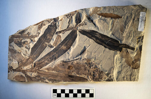 Othniophyton-elongatum-ok-Jeff-Gage Othniophyton elongatum