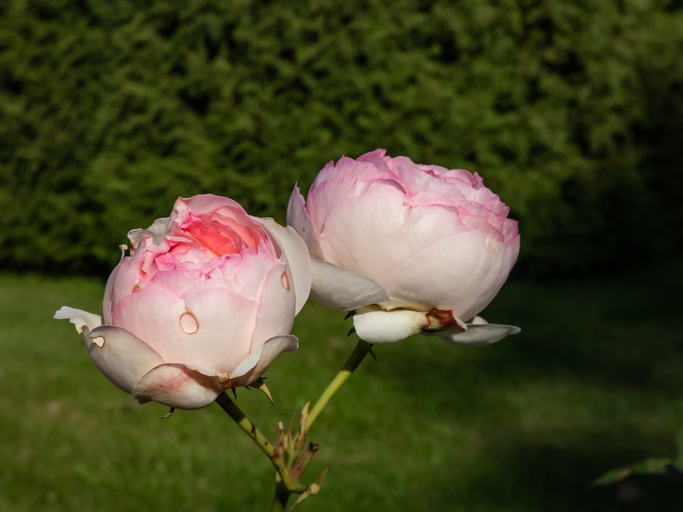 rosier Pierre de Ronsard - Kristine Radkovska ©Kristine Radkovska