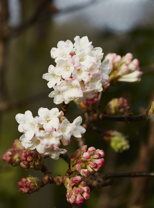 Viburnum bodnantense - cadifor ©Cadifor
