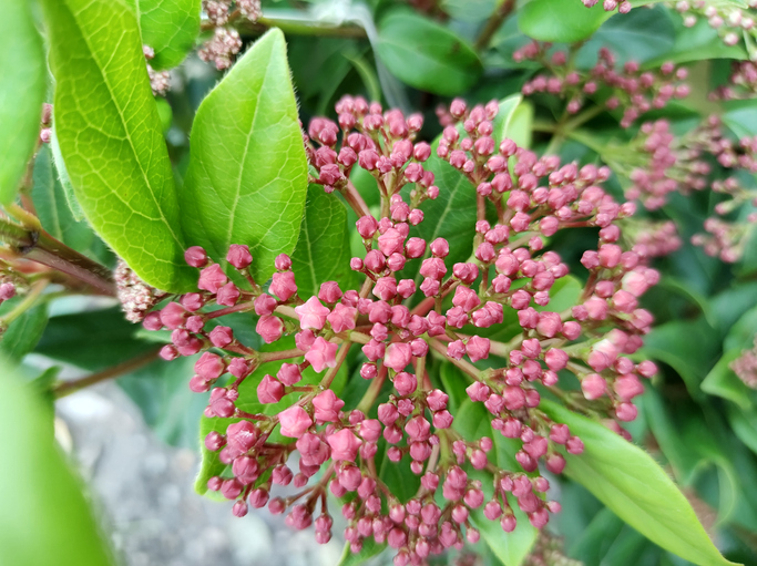 Viburnum Gwenlian - John Caley ©John Caley