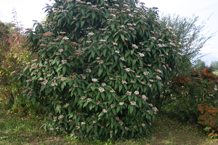 Viburnum rhytidophyllum - saraTM ©Saratm
