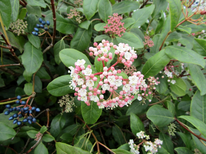 Viburnum tinus - Irina274 ©Irina274