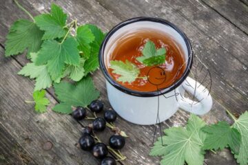Cassis : infusion