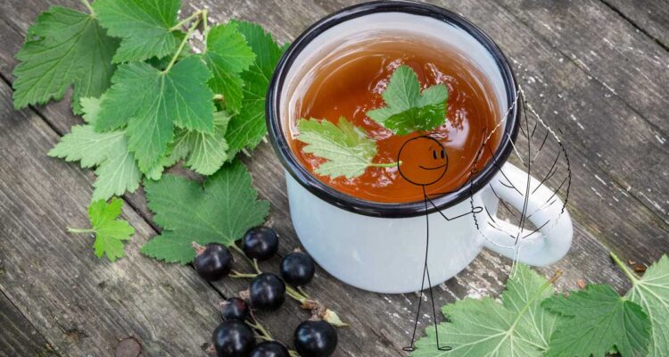 Cassis : infusion