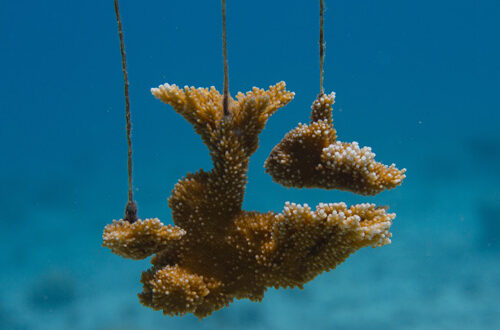 Depositphotos-elevage-coraux-ok-304444796-pclark2 Élevage de corail