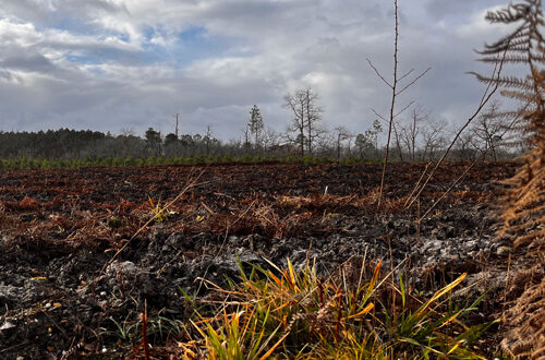 IMG_7689-ok Coupe rase d'arbres