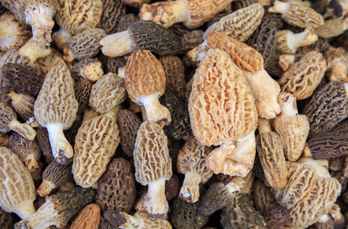 iStock-morilles-ok-541866824-omeroner morilles