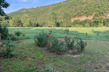 Roseraie • Quentin Derouet