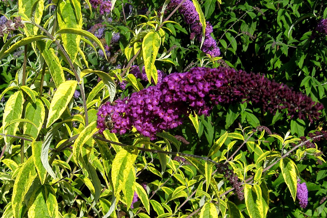 1080px-Buddleja_davidii_'Santana'. -Ptelea- jpg ©Ptelea