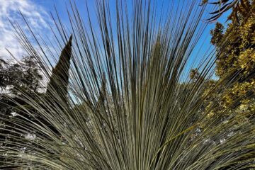 Jardin du Réal • dasilirion