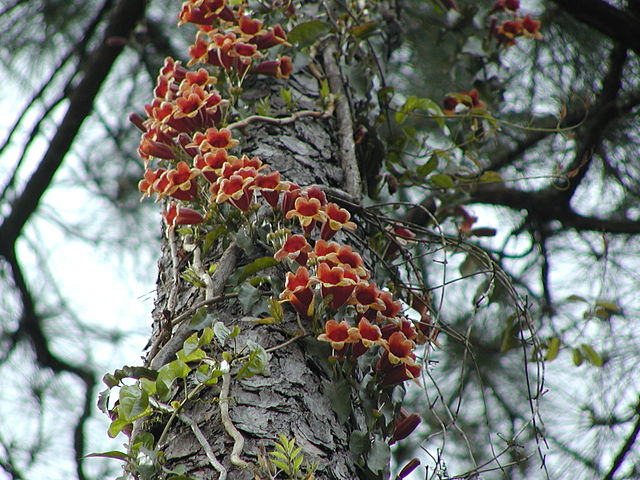 640px-Bignonia_capreolata - Susan adams ©Susan Adams