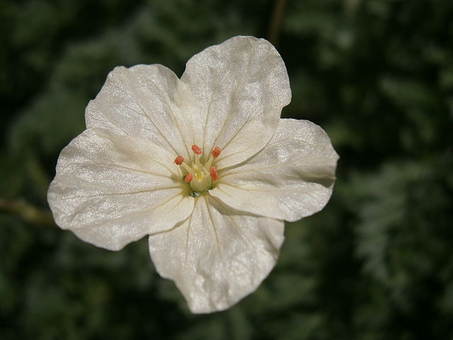 640px-Erodium_chrysanthum_Meneerke bloem ©Meneerke bloem