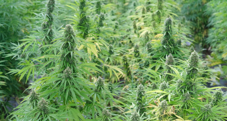 Cannabis