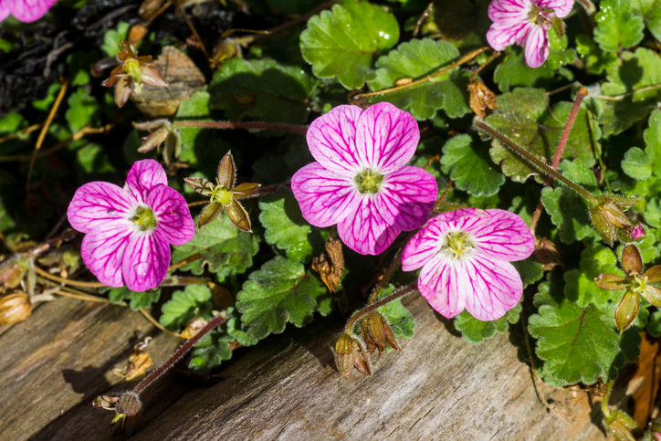 erodium bishop form - monitor6 ©monitor6