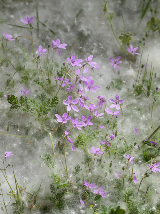 erodium cicutarium - Mario Elias Munoz Valencia Erodium cicutarium ©Mario Elias Munoz Valencia
