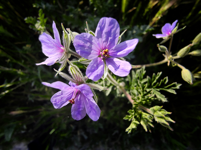 erodium - Jose Ramiro Laguna 2 Erodium ciconium©Jose Ramiro Laguna