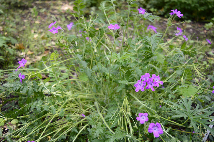 erodium manescavii - agatchen ©agatchen