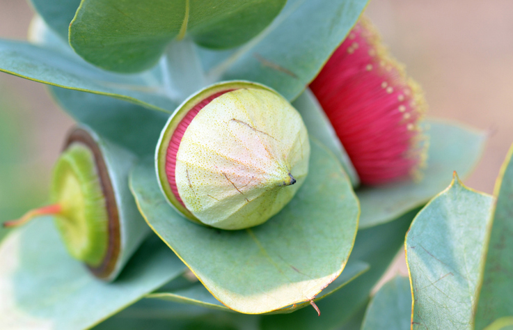 Eucaluptus macrocarpa - KarenHBlack ©KarenHBlack
