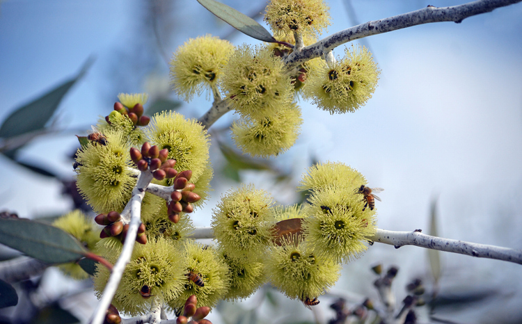 Eucalyptus desmondensis - KarenHBlack ©Karen H Black