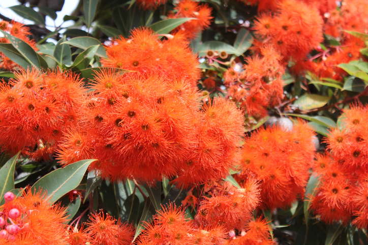Eucalyptus ficifolia - Russell Calvert 'Baby orange' ©Russell Calvert
