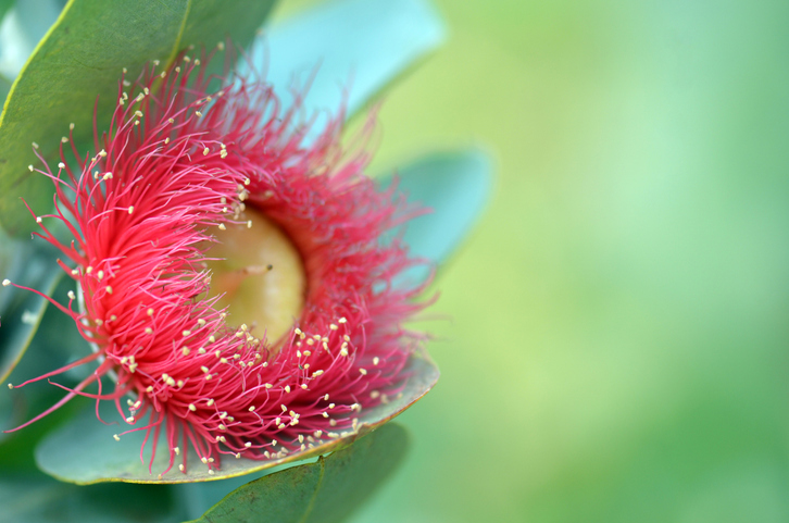 Eucalyptus macrocarpa -KarenHBlack ©arenHBlack