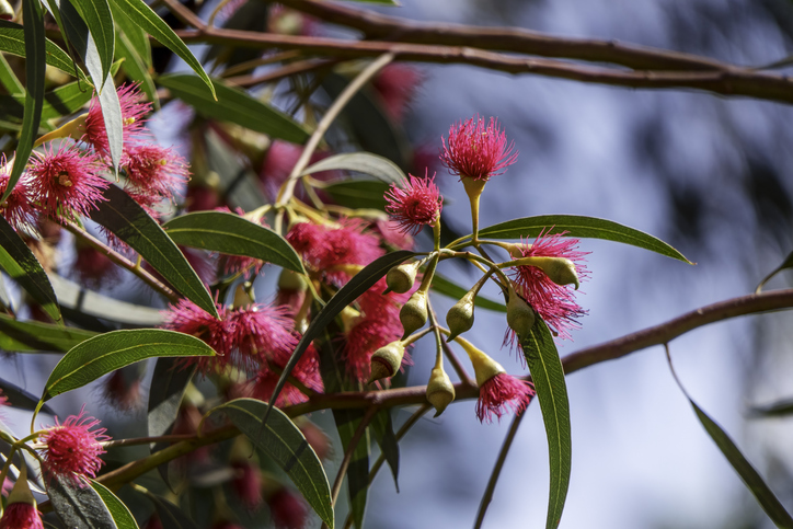 Eucalyptus megalocarpa - Emma Grimberg ©Emma Grimberg
