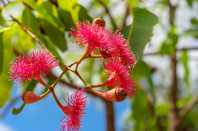 Eucalyptus ptychocarpa - sherjaca ©sherjaca