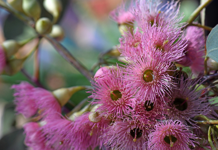 Eucalyptus sideroxylon - KarenHBlack ©KarenHBlack