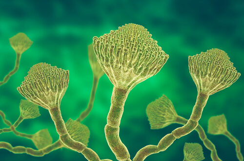 iStock-Aspergillus-fumigatus-ok-1705144597-Gilnature Aspergillus fumigatus