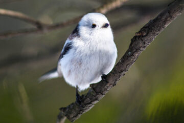 Oiseau d'hiver auJapon • février
