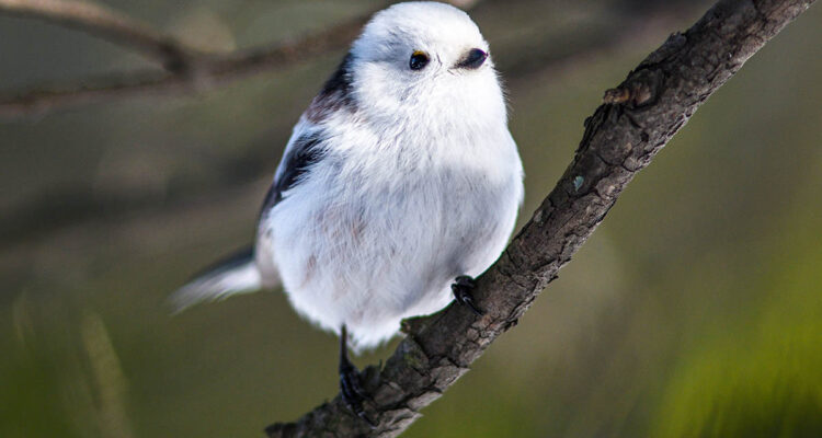 Oiseau d'hiver auJapon • février