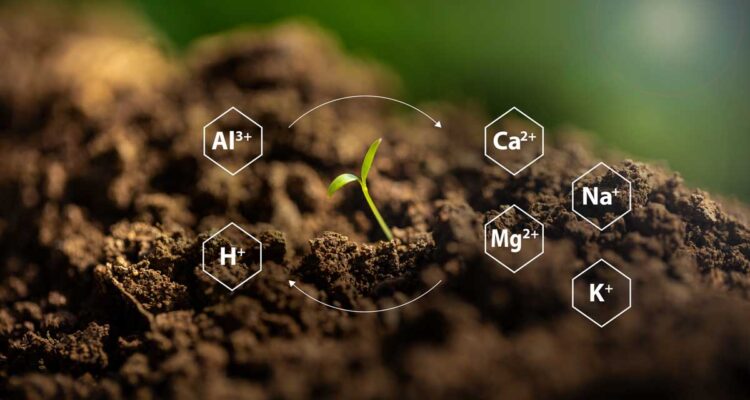 One health : ces sols où nos maladies prennent racine